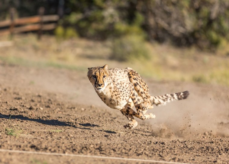 Леопард бегает