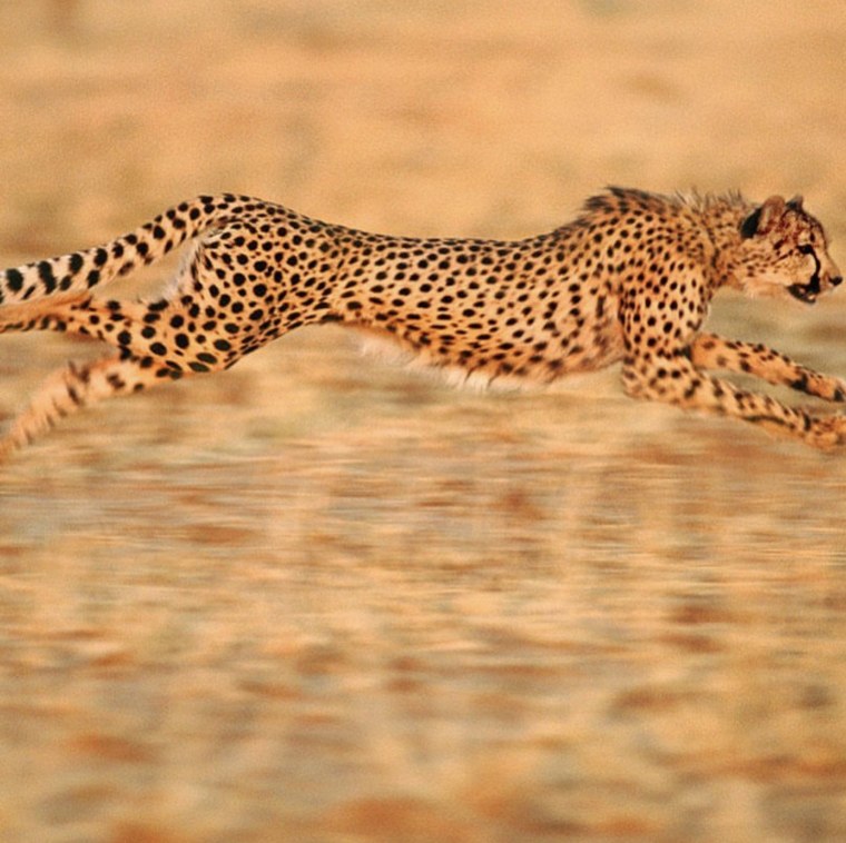 Гепард в прыжке