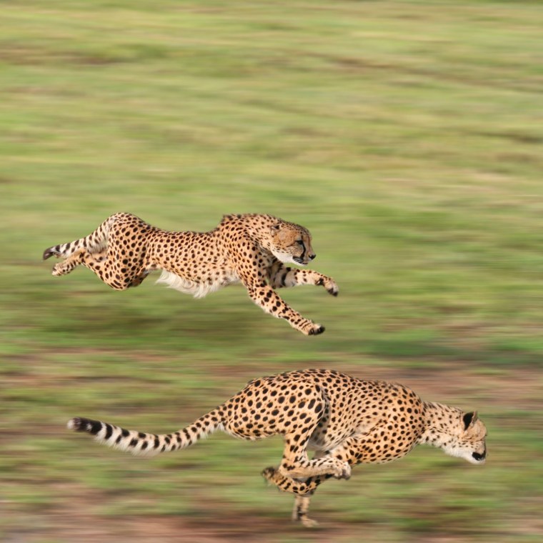 Гепард в прыжке