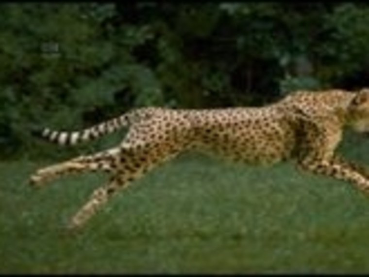 Гепард бежит гифка