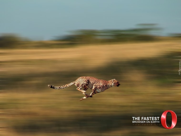 Гепард бежит со скоростью