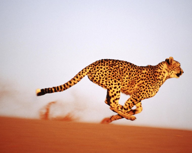 Леопард в прыжке