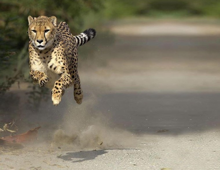 Леопард бежит