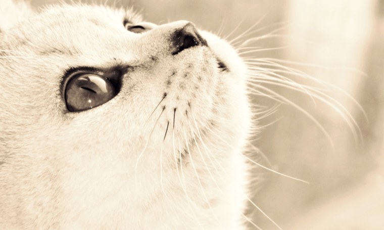 Обои на заставку животные