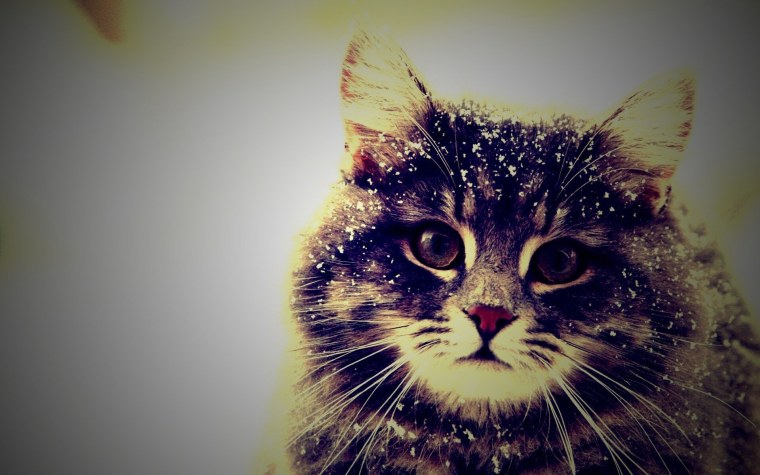 Котики на экран