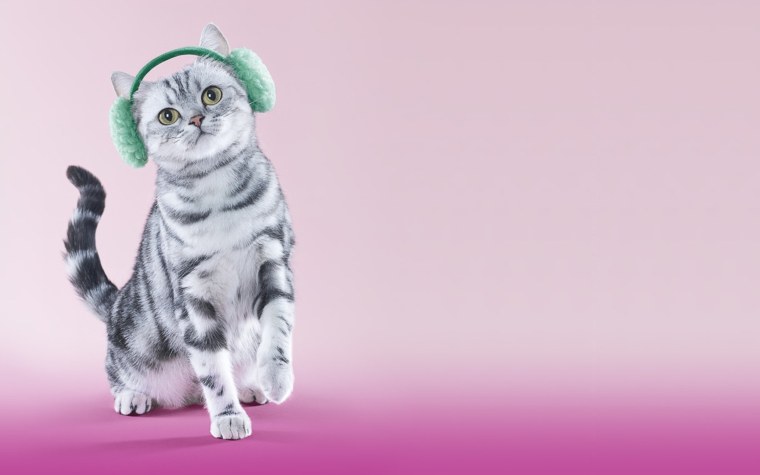 Котик на однотонном фоне