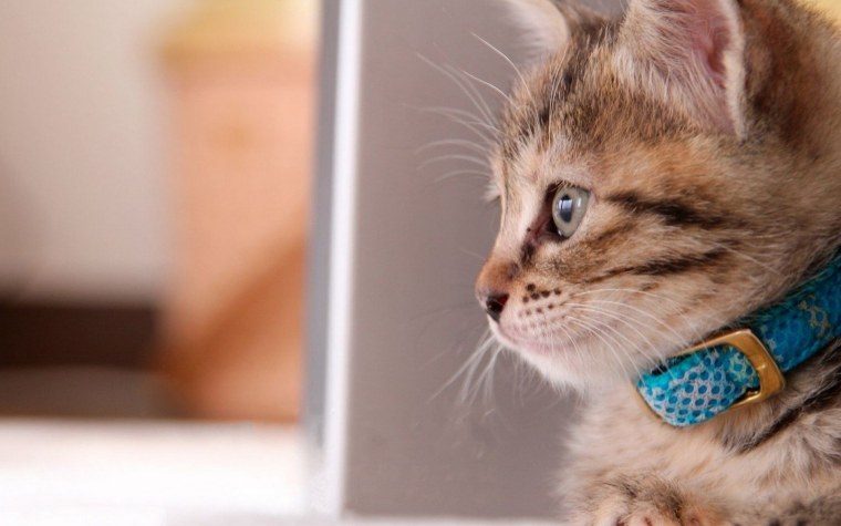 Милые котики на компьютер