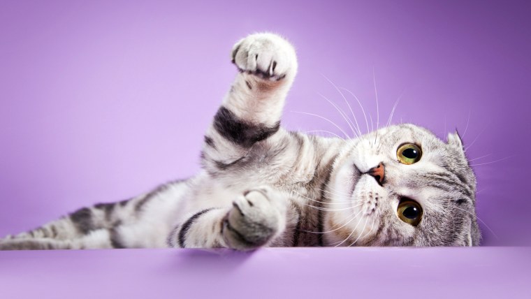 Заставка котики