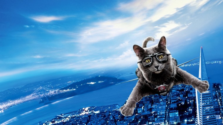 Смешные котики на компьютер заставку