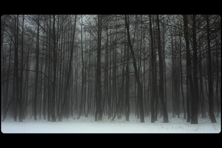 Темный зимний лес
