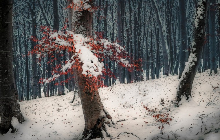 Дремучий заснеженный лес