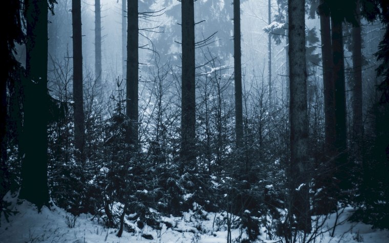 Мрачный лес зимой