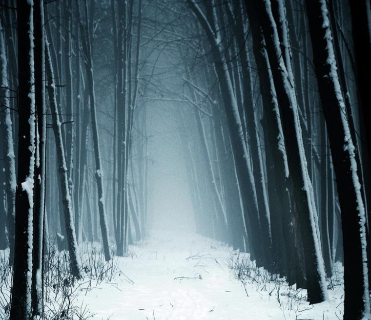 Мрачный снежный лес