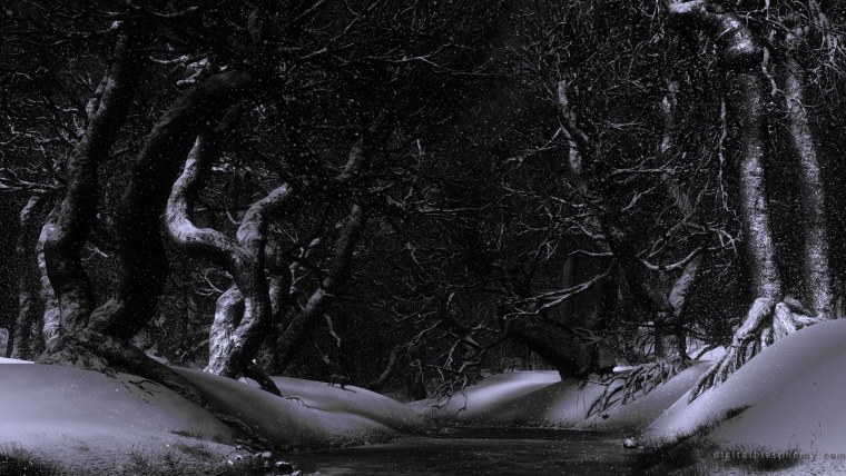 Темный снежный лес