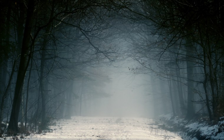 Темный снежный лес