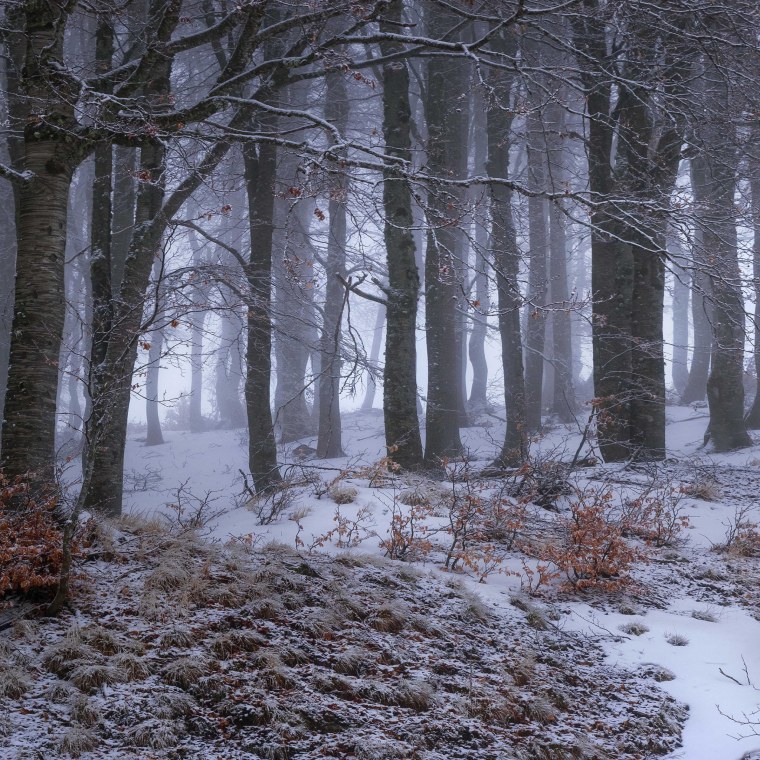 Мрачный зимний лес