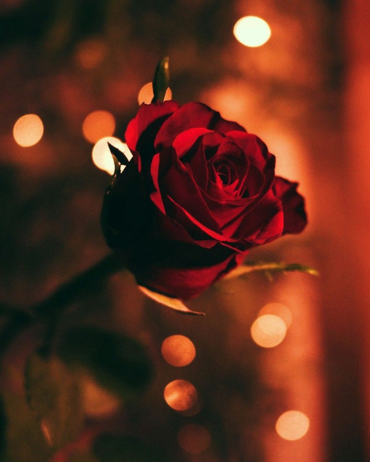 Темно красные розы обои