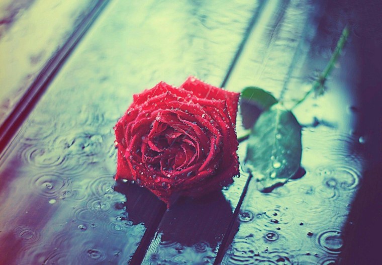 Роза в луже