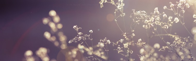 Кот на желтом фоне