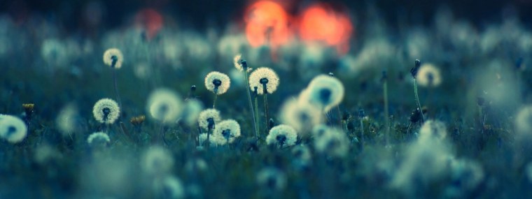 Шапка для твиттера цветы