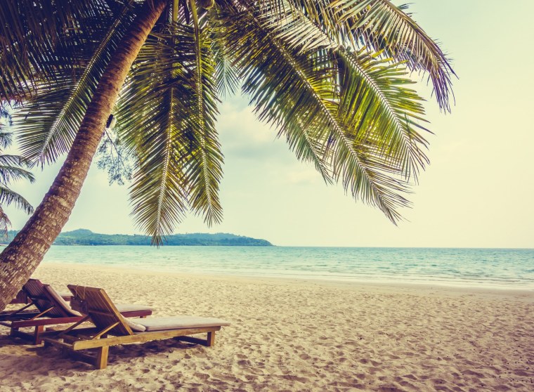 Пальма с лежаком