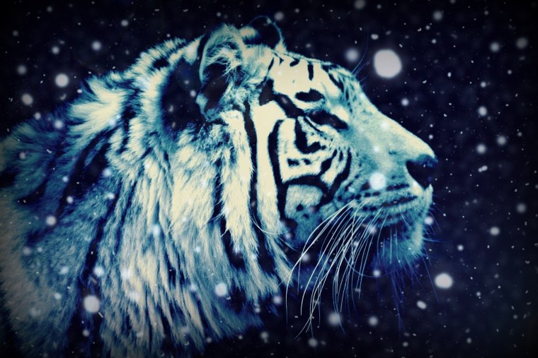 Кентаро Нишино тигры