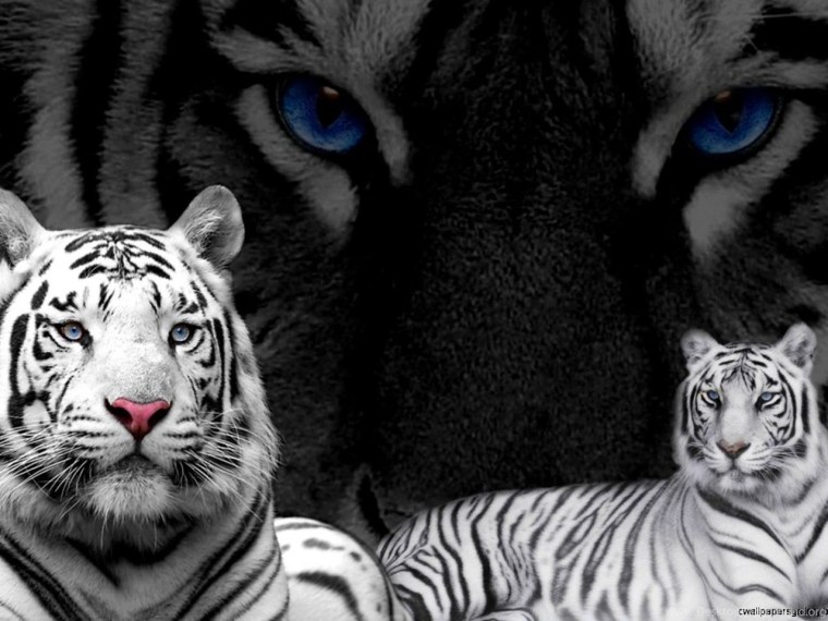 Синий леопард