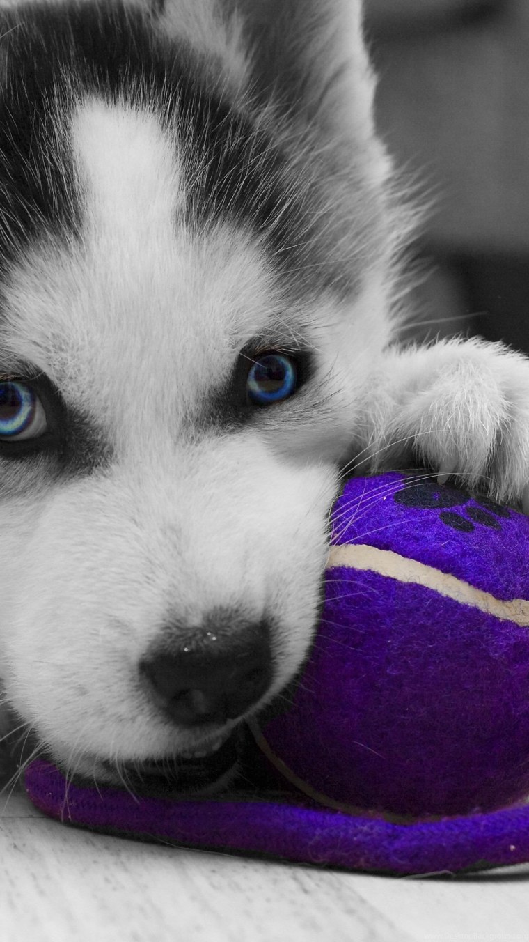 Крутой щенок