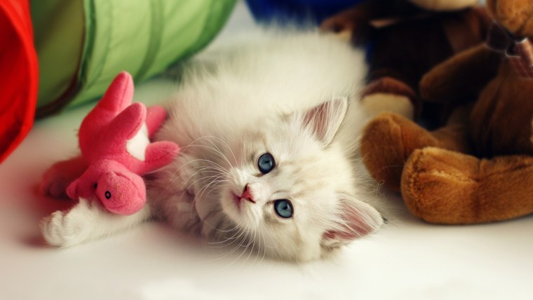 Милые котята