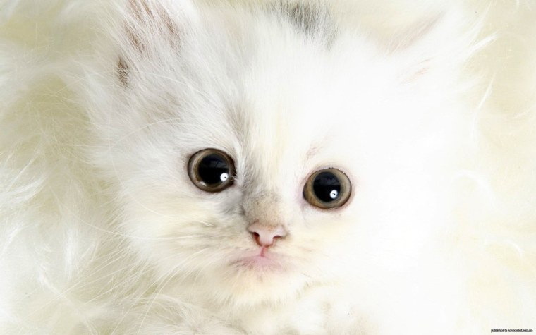 Пушистые котята