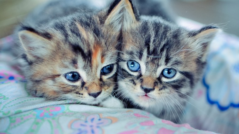 Красивые котята