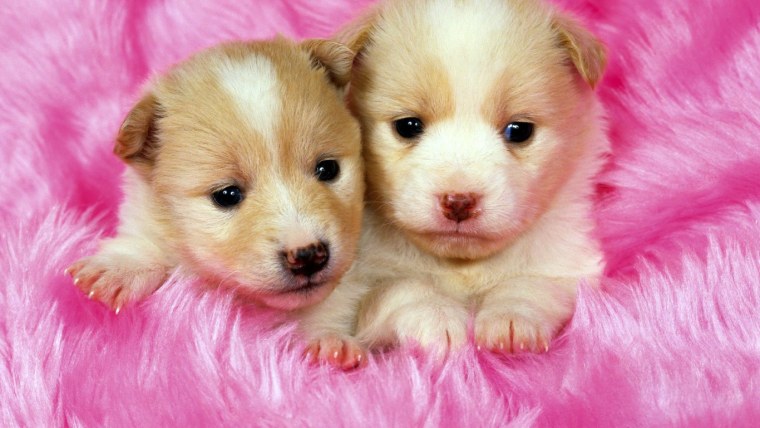 Милые щеночки