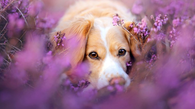 Собака в фиолетовых цветах