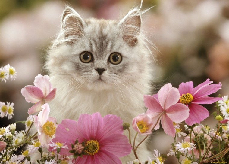 ВАНГОГВОМНЕ алмазная мозаика