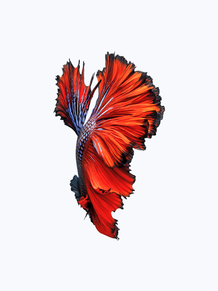 Оригинальные обои на айфон