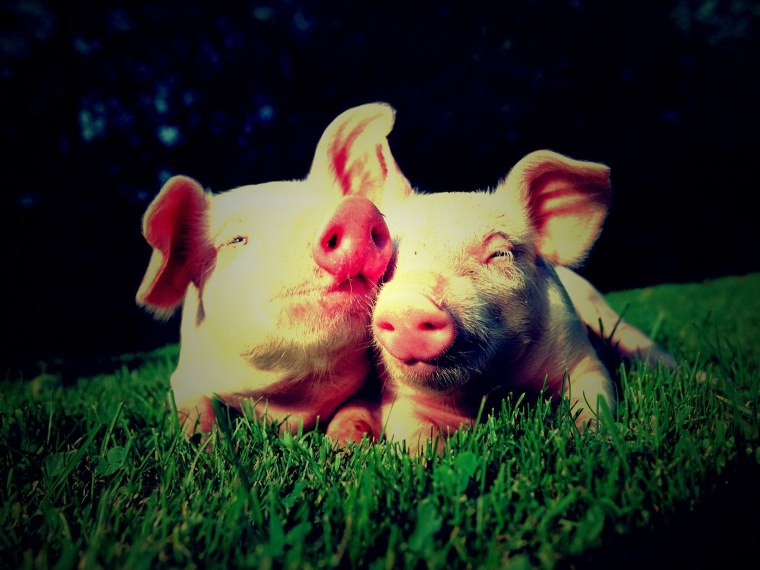 Гравити Фолз Свинка