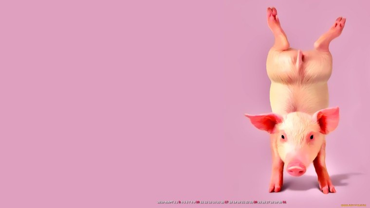 Поросенок обои