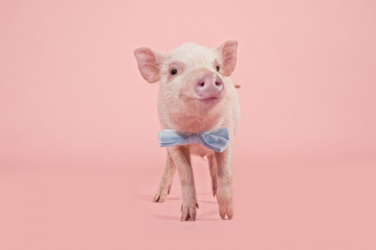 Красивая Свинка