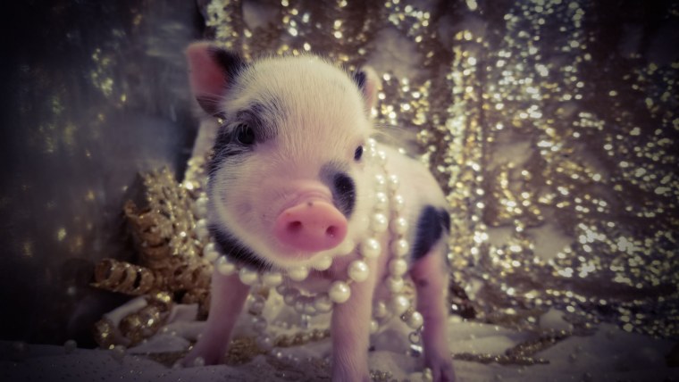 Гравити Фолз Мэйбл и Пухля