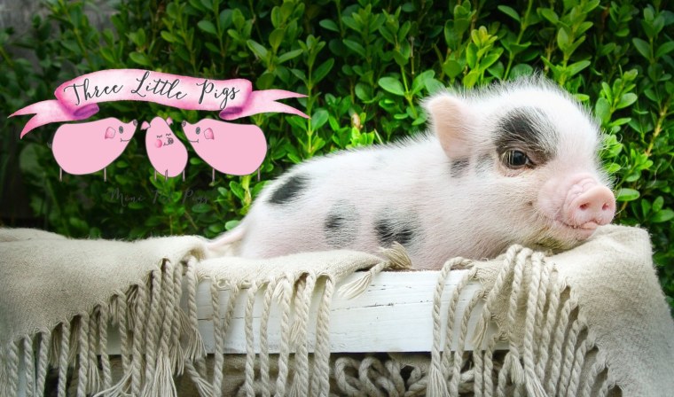 Гравити Фолз Пухля