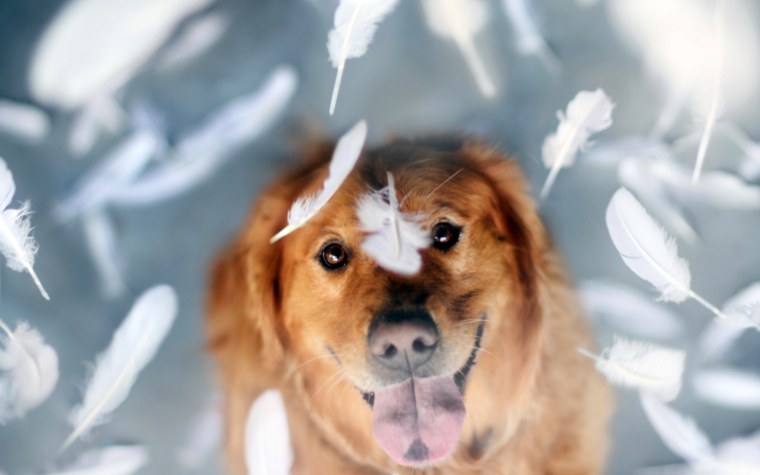 Смешные собаки на рабочий стол