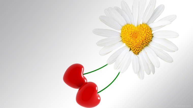 Ромашка сердечком