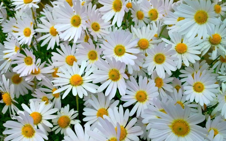 Крупные ромашки