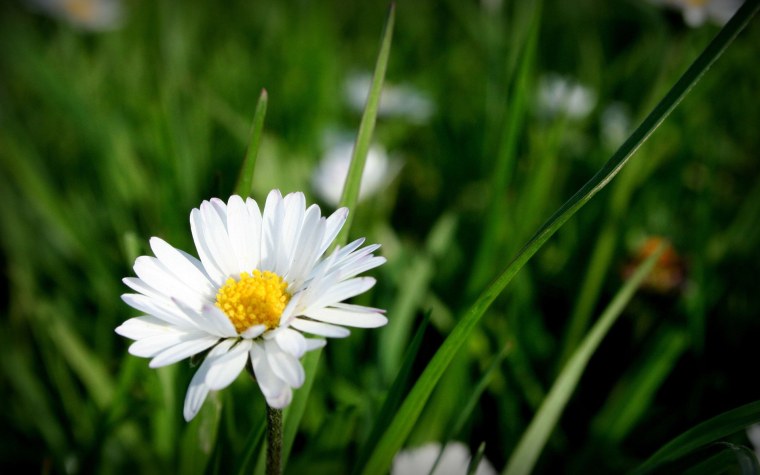 Травка с ромашками