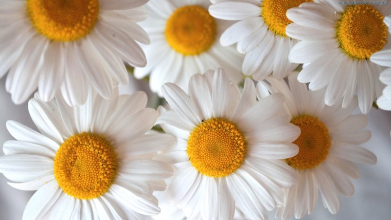 Ромашки обои
