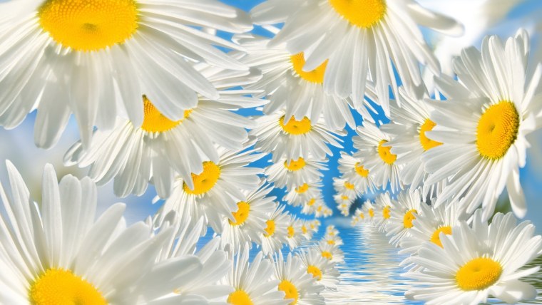 Фон ромашки