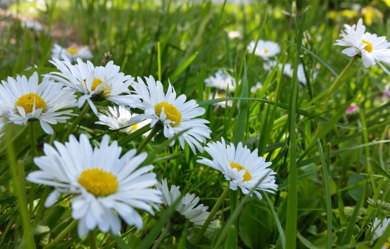 Ромашки фото на рабочий стол