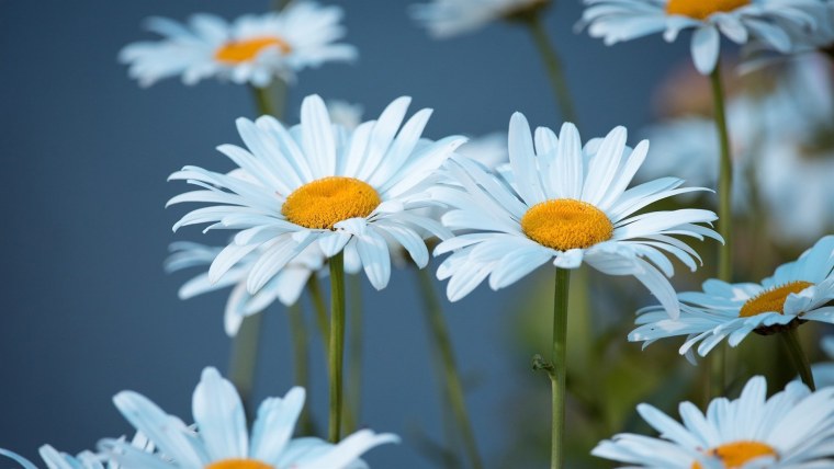 Красивые ромашки