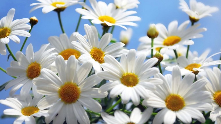 Цветы картинки