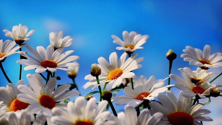 Ромашки на рабочий стол